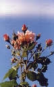 Fleurs du jardin et sauvages