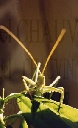 cricket_vert.jpg