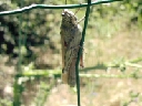 insectes
